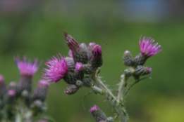 Cirsium palustreKale jonker bestellen